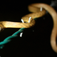 Una serpiente arbórea marrón, subida a una alambrada. Foto: U.S. Department of Agriculture